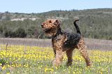 AIREDALE TERRIER 218
